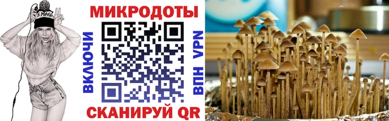 купить наркоту  Шахты  omg tor  Псилоцибиновые грибы Cubensis 